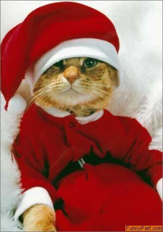 Santa Cat Funny Picture